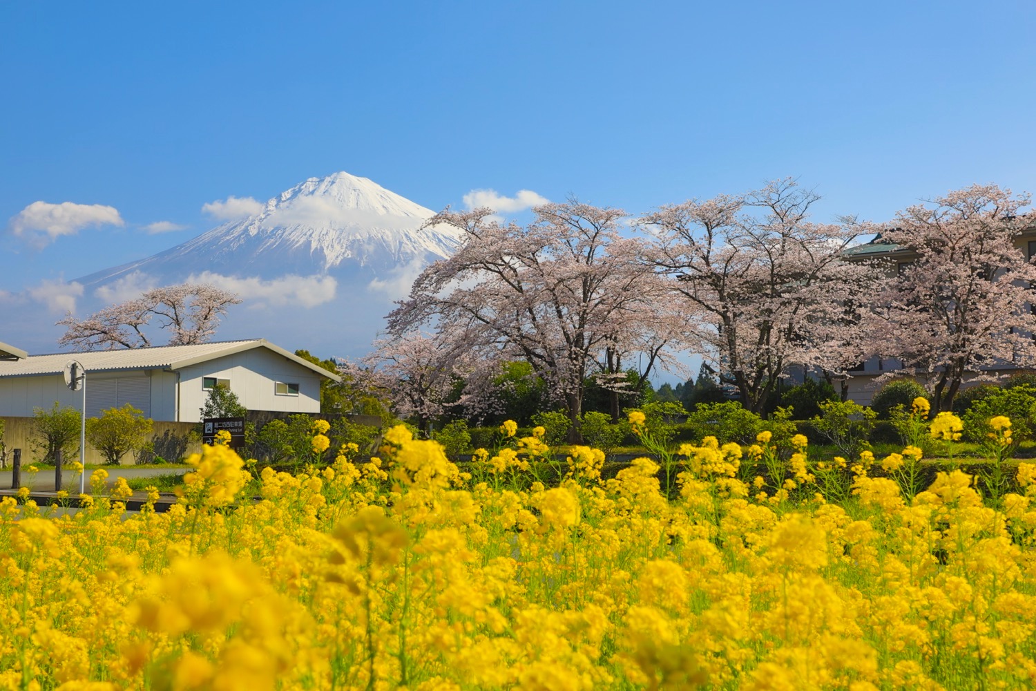 placeholder image-sq