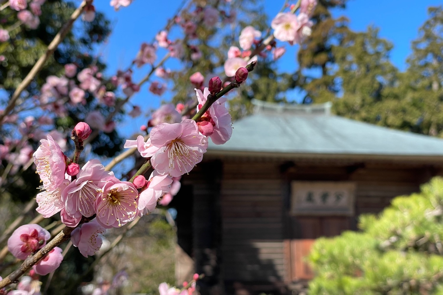 placeholder image-sq