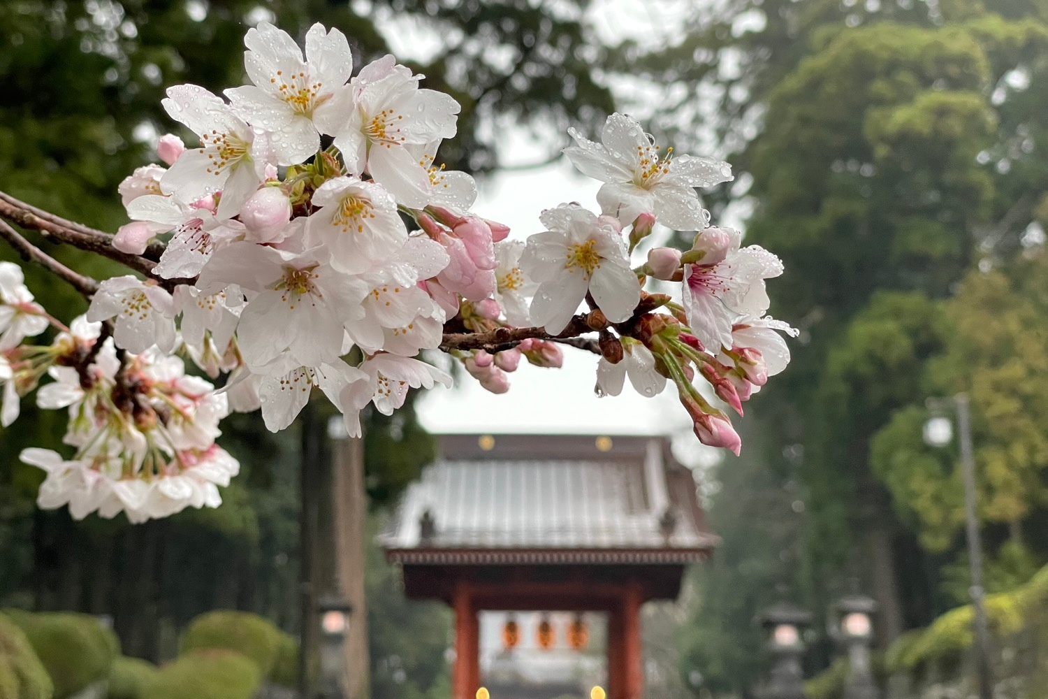 placeholder image-sq