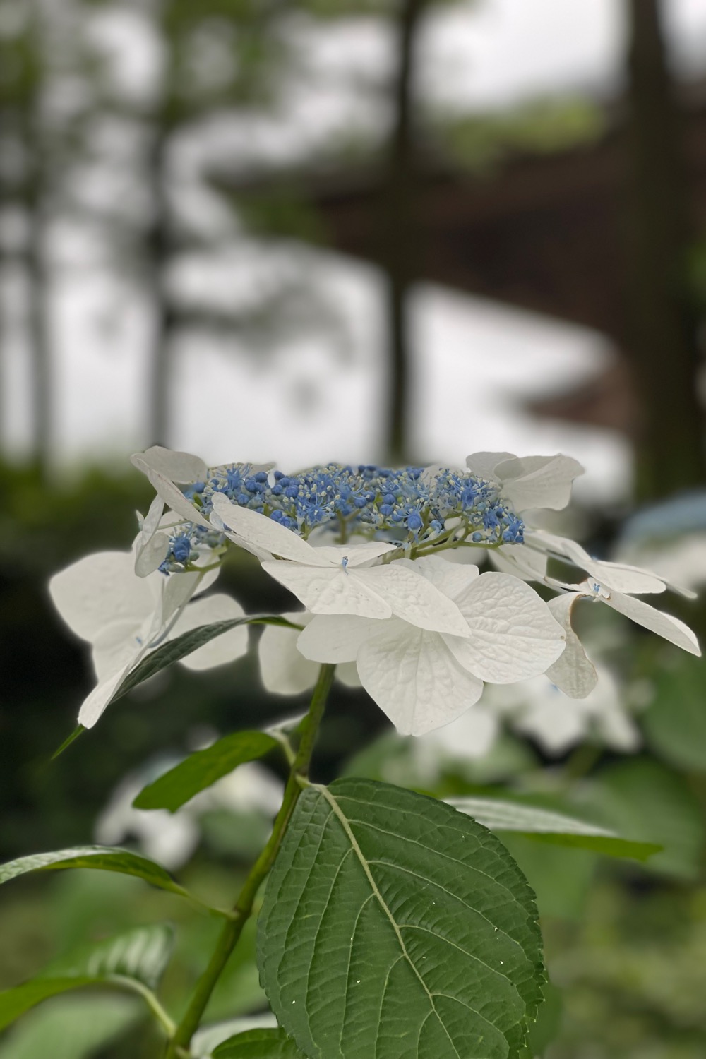 placeholder image-sq