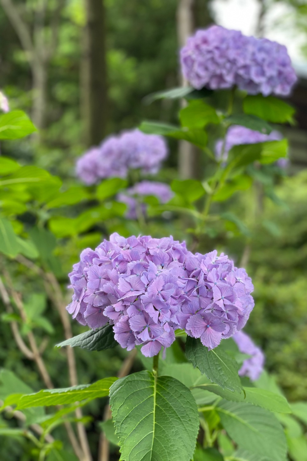 placeholder image-sq