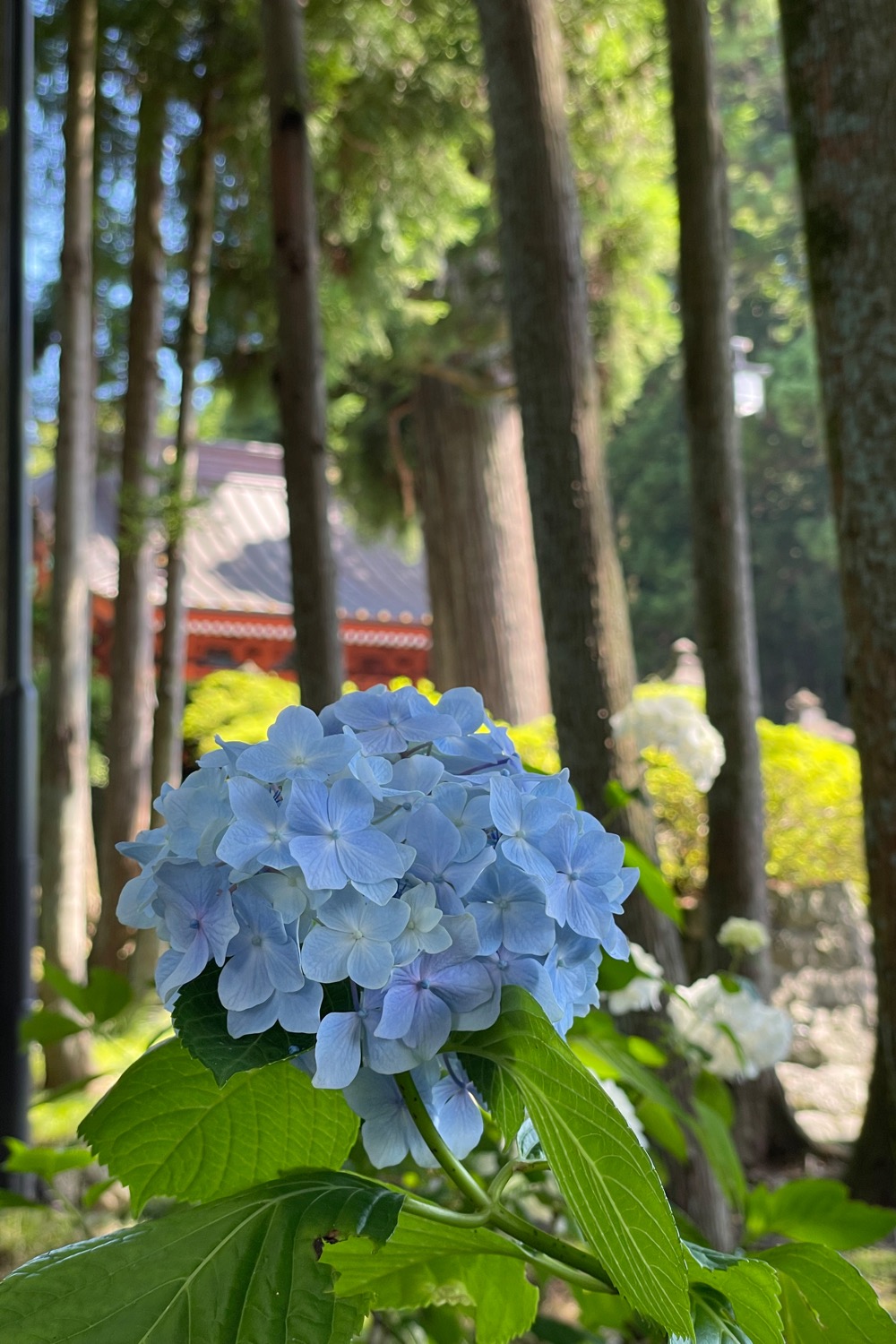 placeholder image-sq