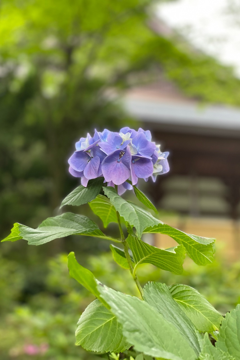 placeholder image-sq