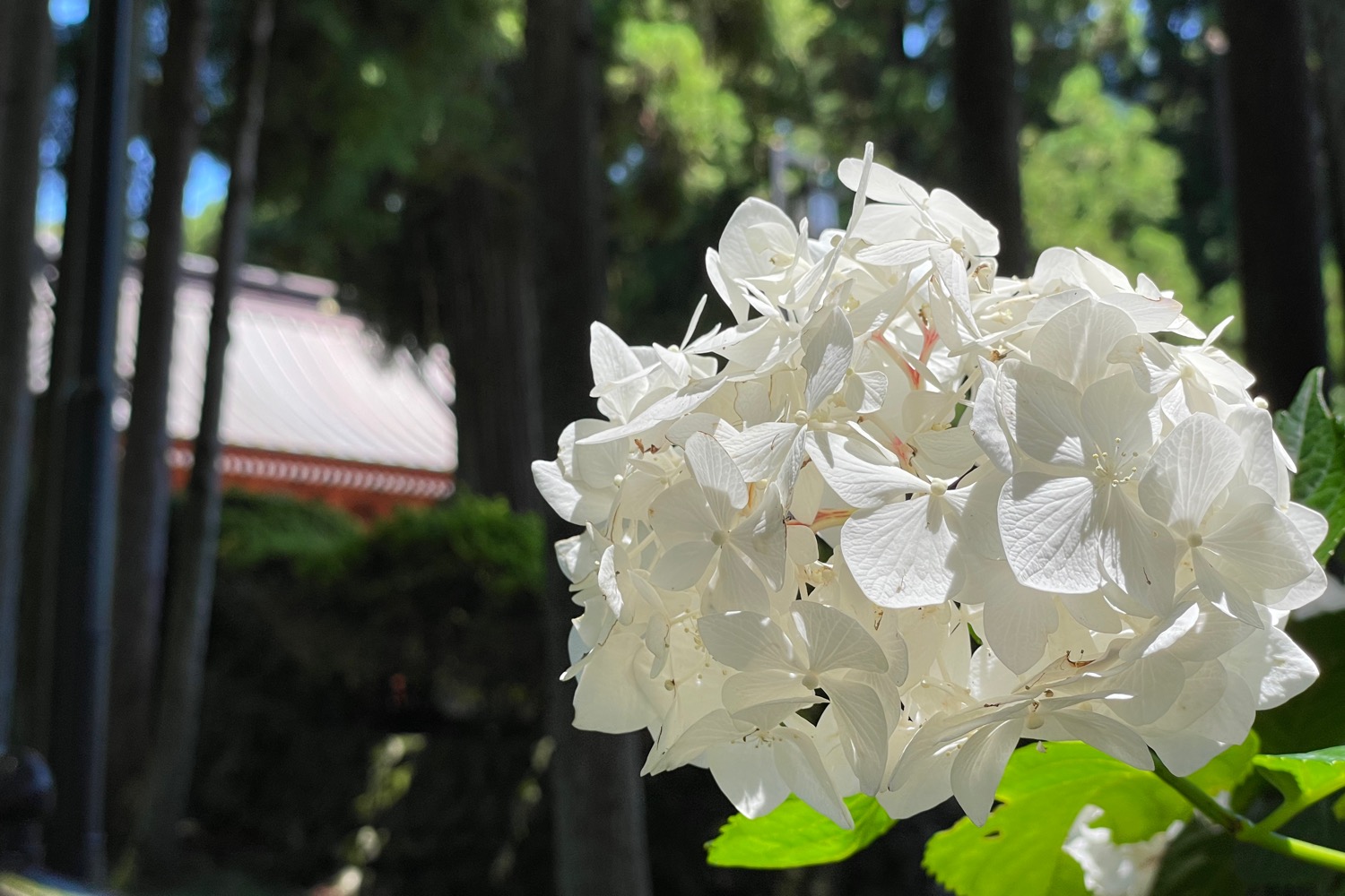 placeholder image-sq