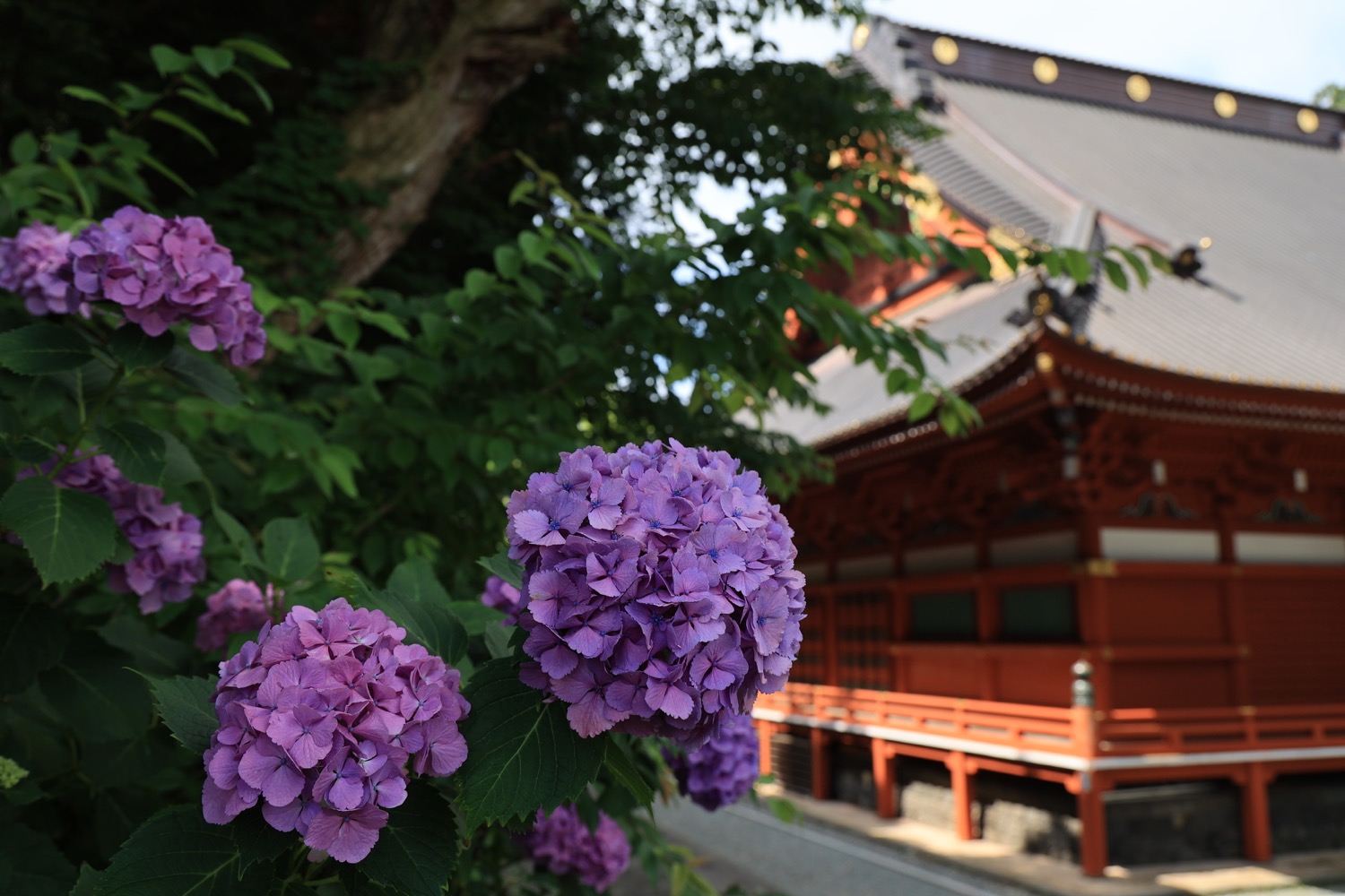 placeholder image-sq