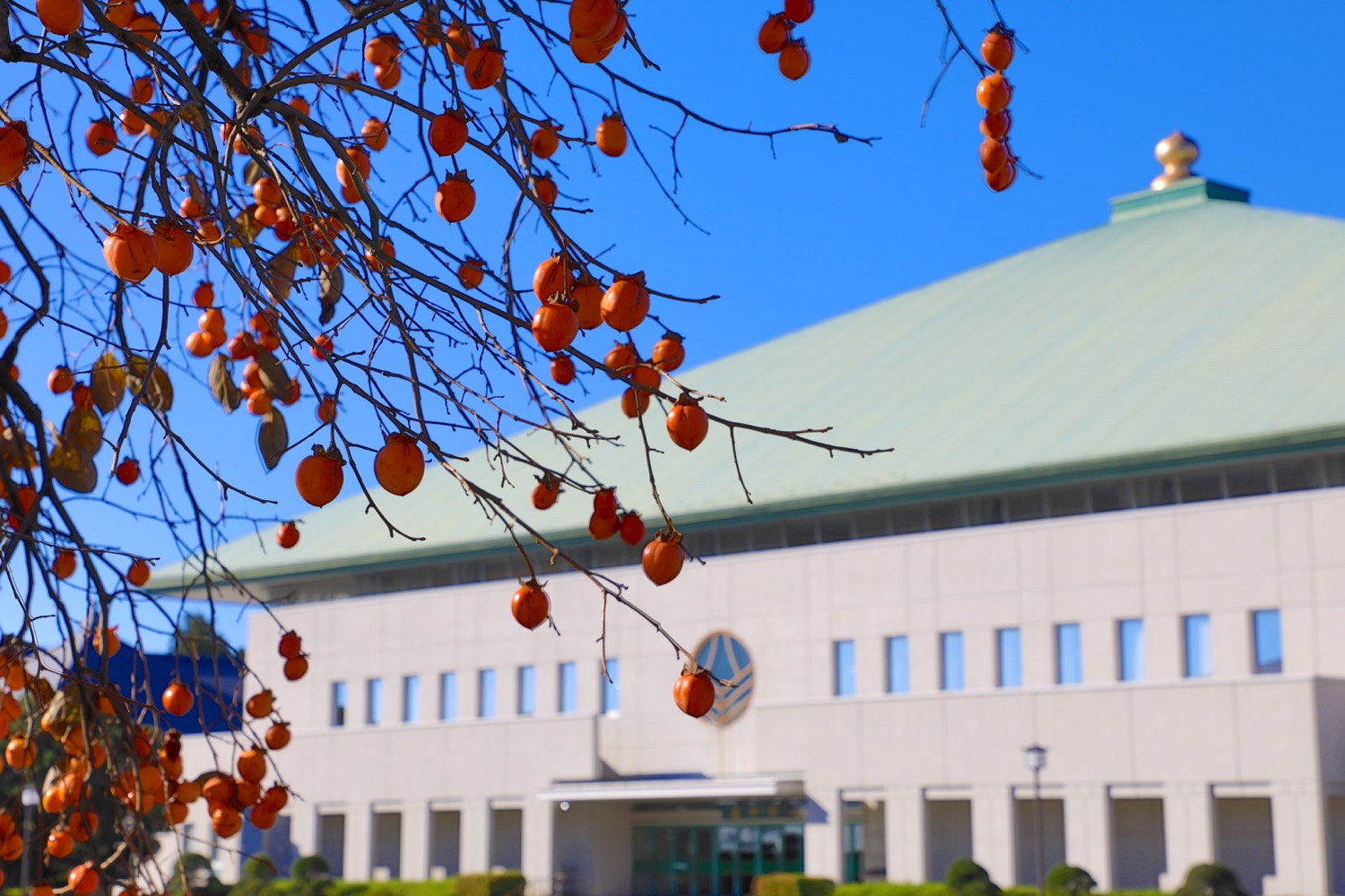 placeholder image-sq