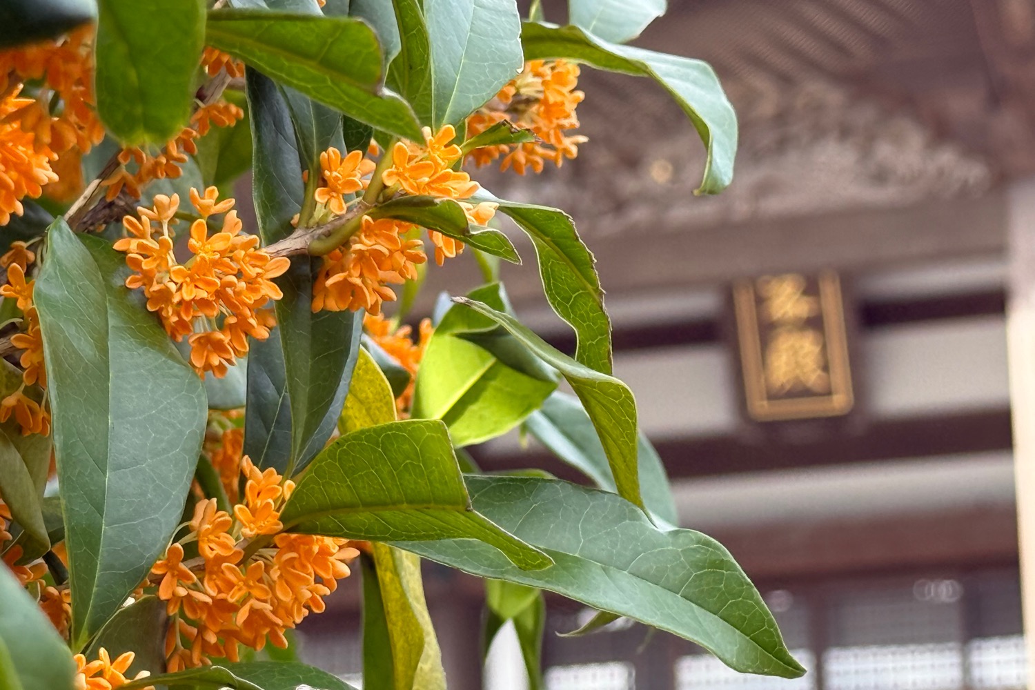 placeholder image-sq