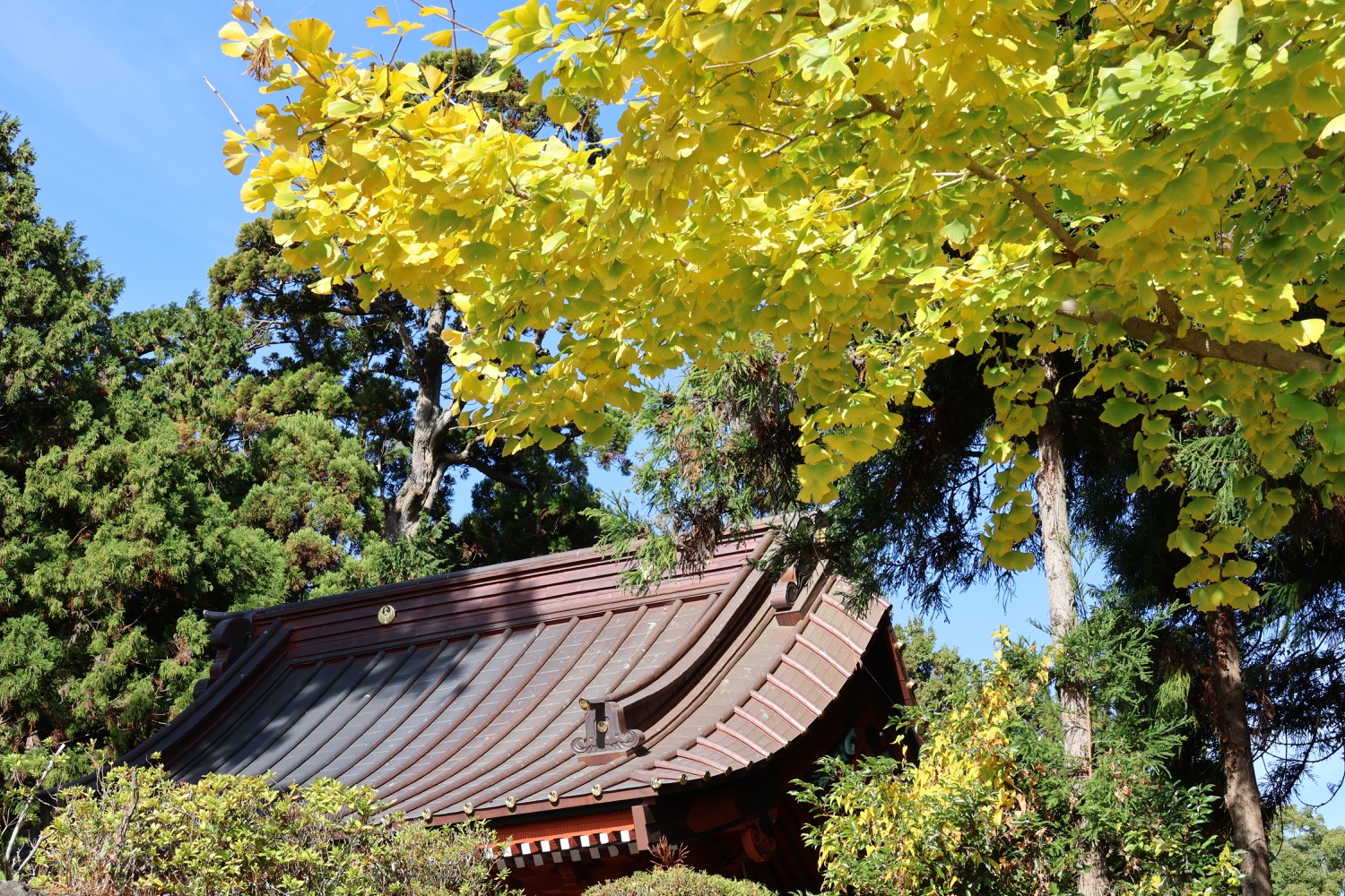 placeholder image-sq